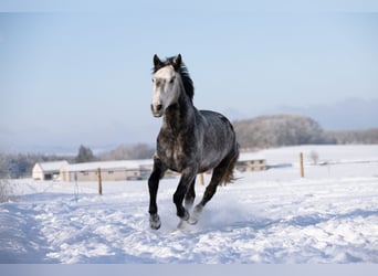 Cruzado, Caballo castrado, 11 años, 154 cm, Tordillo negro