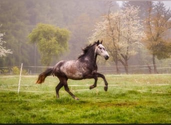 Cruzado, Caballo castrado, 11 años, 154 cm, Tordillo negro