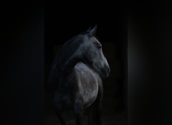 Cruzado, Caballo castrado, 11 años, 154 cm, Tordillo negro