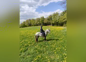 Cruzado, Caballo castrado, 11 años, 154 cm, Tordillo negro