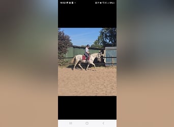 Cruzado, Caballo castrado, 11 años, 155 cm, Tordo