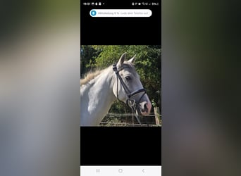 Cruzado, Caballo castrado, 11 años, 155 cm, Tordo