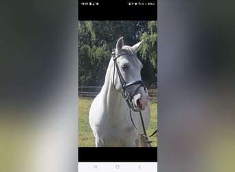 Cruzado, Caballo castrado, 11 años, 155 cm, Tordo