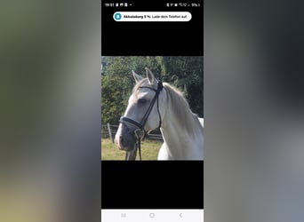 Cruzado, Caballo castrado, 11 años, 155 cm, Tordo