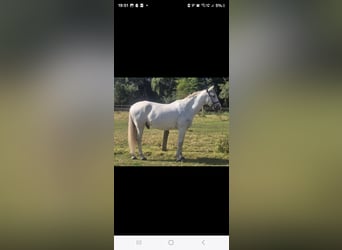 Cruzado, Caballo castrado, 11 años, 155 cm, Tordo