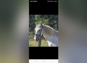 Cruzado, Caballo castrado, 11 años, 155 cm, Tordo