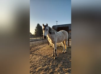 Cruzado, Caballo castrado, 11 años, 156 cm, Tordo picazo