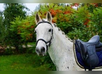 Cruzado, Caballo castrado, 11 años, 157 cm, Tordo rodado