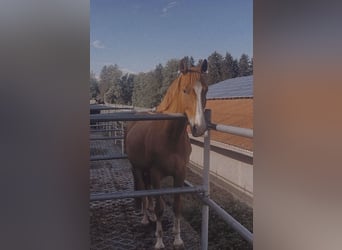 Cruzado, Caballo castrado, 11 años, 160 cm, Alazán