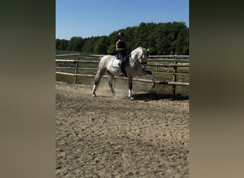 Cruzado Mestizo, Caballo castrado, 11 años, 165 cm, Tordo rodado