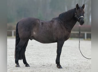 Cruzado, Caballo castrado, 12 años, 158 cm, Castaño oscuro
