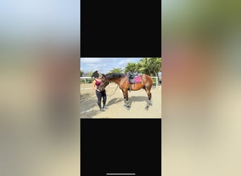 Cruzado, Caballo castrado, 12 años, 160 cm, Castaño