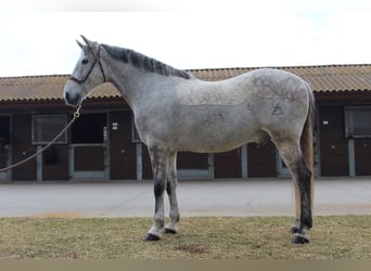 Cruzado Mestizo, Caballo castrado, 12 años, 167 cm, Tordo