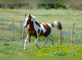 Cruzado, Caballo castrado, 13 años, 148 cm, Pío
