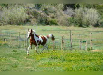 Cruzado, Caballo castrado, 13 años, 148 cm, Pío