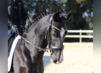 Cruzado, Caballo castrado, 13 años, 149 cm, Negro