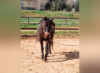 Cruzado, Caballo castrado, 13 años, 157 cm, Castaño oscuro