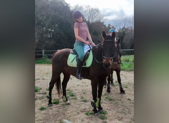 Cruzado, Caballo castrado, 13 años, 157 cm, Castaño oscuro