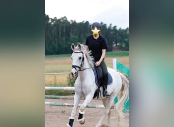Cruzado, Caballo castrado, 14 años, 163 cm, Tordo