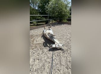 Cruzado, Caballo castrado, 14 años, 163 cm, Tordo