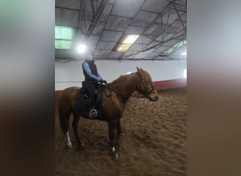 Cruzado, Caballo castrado, 15 años, 163 cm, Alazán