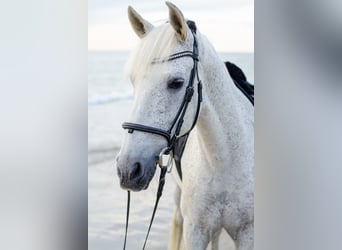 Cruzado, Caballo castrado, 19 años, 156 cm, Tordo picazo