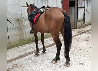 Cruzado, Caballo castrado, 19 años, 157 cm, Castaño