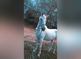 Cruzado Mestizo, Caballo castrado, 19 años, 160 cm, Tordo