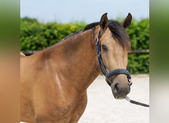 Cruzado, Caballo castrado, 3 años, 154 cm, Bayo