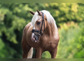 Cruzado, Caballo castrado, 3 años, 158 cm, Palomino