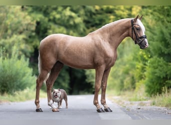 Cruzado, Caballo castrado, 3 años, 158 cm, Palomino