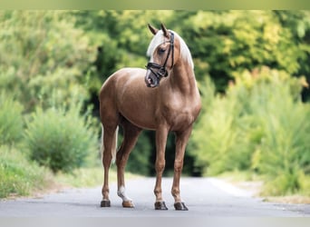 Cruzado, Caballo castrado, 3 años, 158 cm, Palomino