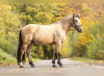 Cruzado, Caballo castrado, 3 años, 159 cm, Bayo