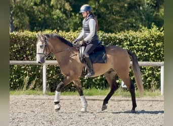 Cruzado, Caballo castrado, 3 años, 160 cm, Tordo ruano