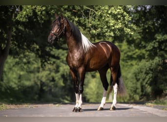 Cruzado, Caballo castrado, 3 años, 165 cm, Pío