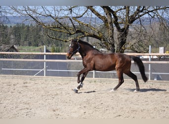 Cruzado Mestizo, Caballo castrado, 3 años, 168 cm, Castaño oscuro