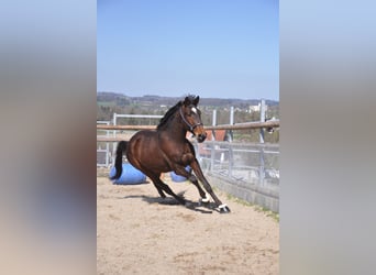 Cruzado Mestizo, Caballo castrado, 3 años, 168 cm, Castaño oscuro