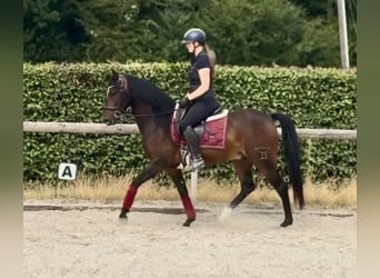 Cruzado, Caballo castrado, 4 años, 150 cm, Castaño oscuro