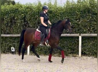 Cruzado, Caballo castrado, 4 años, 150 cm, Castaño oscuro