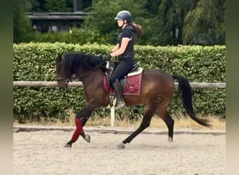 Cruzado, Caballo castrado, 4 años, 150 cm, Castaño oscuro