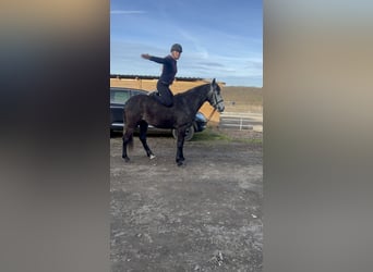 Cruzado Mestizo, Caballo castrado, 4 años, 152 cm, Musgo