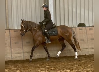 Cruzado, Caballo castrado, 4 años, 155 cm