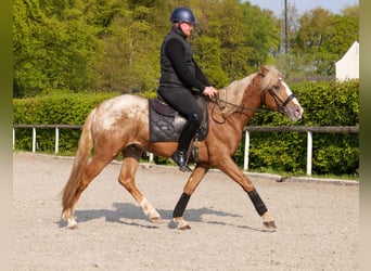 Cruzado, Caballo castrado, 4 años, 158 cm, Atigrado/Moteado