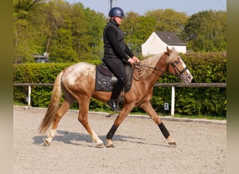 Cruzado, Caballo castrado, 4 años, 158 cm, Atigrado/Moteado