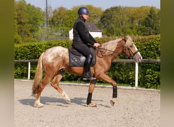 Cruzado, Caballo castrado, 4 años, 158 cm, Atigrado/Moteado