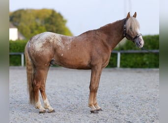 Cruzado, Caballo castrado, 4 años, 158 cm, Atigrado/Moteado