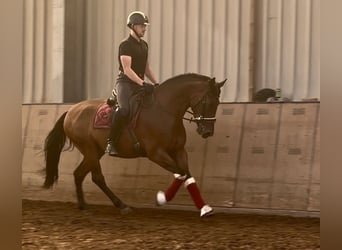 Cruzado, Caballo castrado, 4 años, 158 cm, Castaño