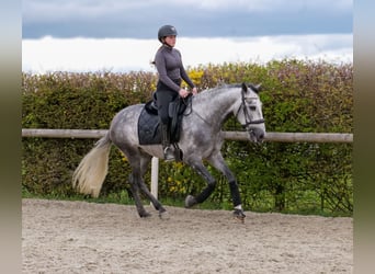 Cruzado, Caballo castrado, 4 años, 158 cm, Tordo