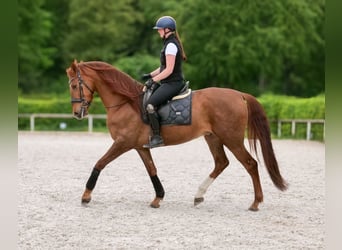 Cruzado, Caballo castrado, 4 años, 163 cm, Alazán-tostado
