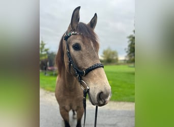 Cruzado, Caballo castrado, 4 años, 166 cm, Buckskin/Bayo